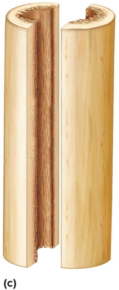 <p>a lengthwise cut of a cylindrical structure.</p>