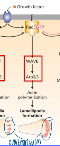 <p>gain of lamellopodia formation&nbsp;</p><ul><li><p>requires WAVE → Arp2/3</p></li><li><p>branched network </p></li></ul><p></p>