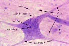 <p><span style="font-family: Arial; color: rgb(0, 0, 0)">Type: Nerve Tissue (Motor Neuron)</span><br><span style="font-family: Arial; color: rgb(0, 0, 0)">Function: Carries signals from central nervous system, produces desired movement</span><br><span style="font-family: Arial; color: rgb(0, 0, 0)">Location: Brain, spinal cord</span></p><p></p>