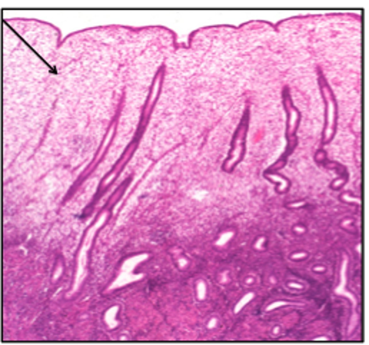<p>spiral arteries found in the layer of uterus that sheds during menstruation</p>