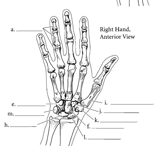 <p>what is L, H, G, &amp; M</p>