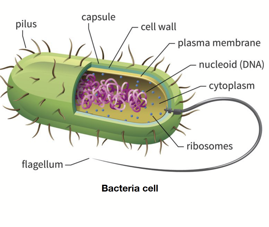 <p>Single-cell organism. 1-10 micrometres. No nucleus or organelles. Ribosomes are present but small. Reproduce asexually. Genetic material found in nucleoid (not a true chromosome, rather, DNA arranged in a circular fashion: plasmid).</p><p>Randomly arranged/spread out.</p>