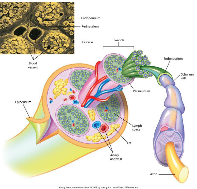 <ul><li><p>Endoneurium (surrounds individual axons), </p></li></ul><ul><li><p>Perineurium (surrounds individual fascicles), and </p></li><li><p>Epineurium (surrounds the entire nerve).</p></li></ul><p></p>