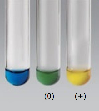 <p>pos rxn = yellow color after 3 hr at 42C</p><p>pos for C. glabrata</p><p></p>