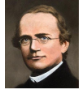 <p>Enunciated his law of inherited characteristic from studies on plants</p>