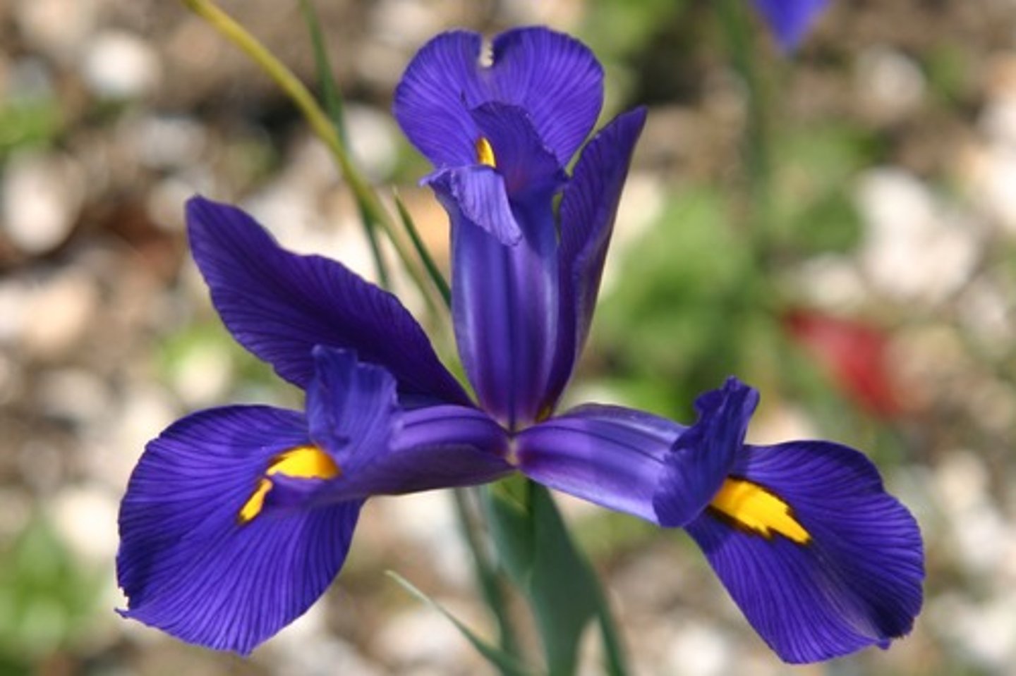 <p>Japanese Iris</p>