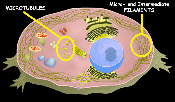 <p>Cytoskeleton</p>