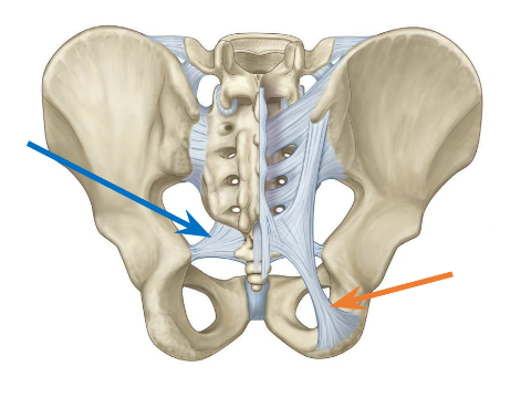 <p>Name these ligaments.</p>