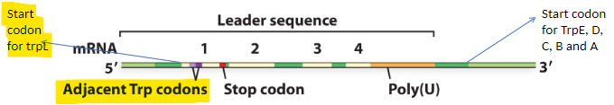 <ul><li><p>the Trp codons adjacent to the start codon</p></li></ul>