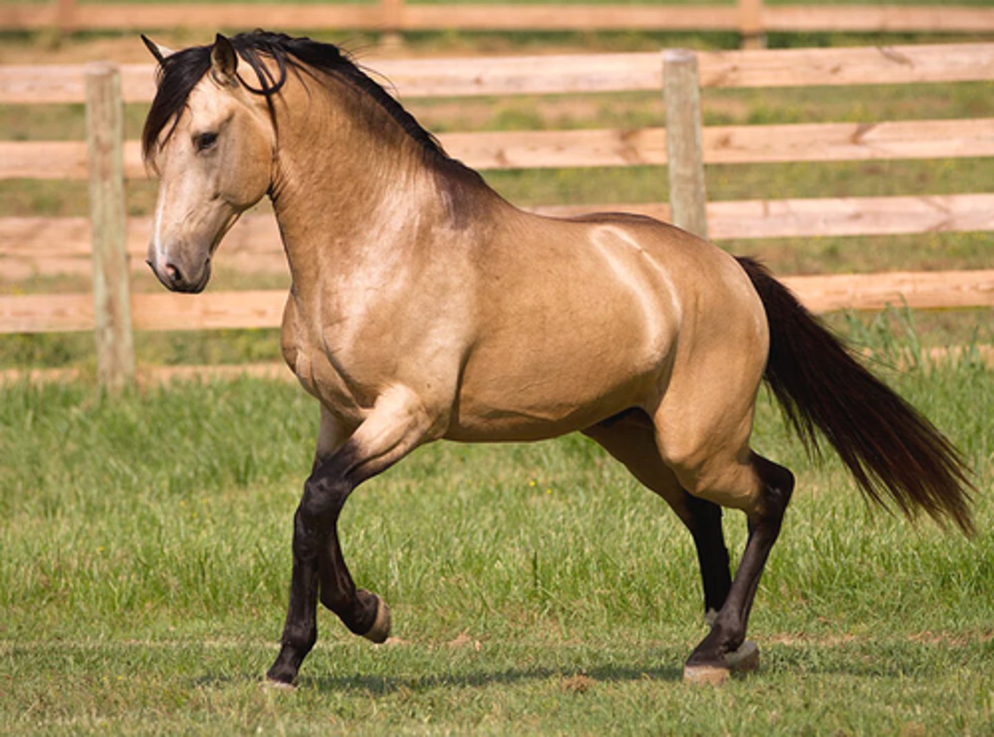 <p>what color is this horse?</p>