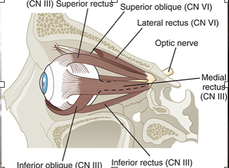 <p>origin: midbrain</p><p>function: </p><ul><li><p>GSE: moves eyes left and right; control eyelid </p></li><li><p>GVE: pupil constrictor </p></li></ul><p>problem: loss of pupillary light reflex; ptosis</p><p></p>