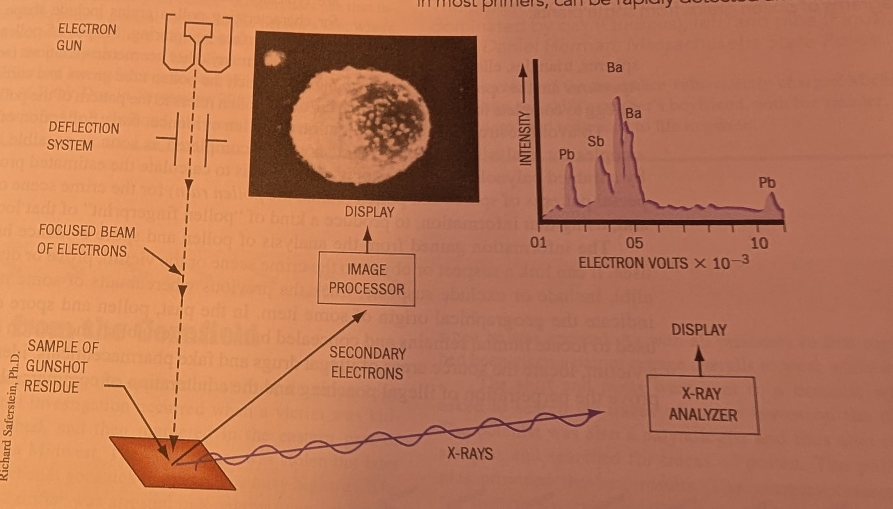<p><span>Simultaneously, an X-ray analyzer detects and displays X-ray emissions from the elements lead (Pb), antimony (Sb), and barium (Ba) present in the particle.</span></p>