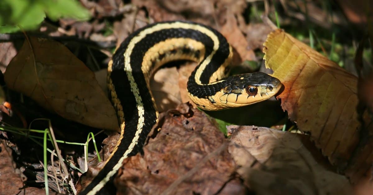 <p>Northern ribbon snake</p>
