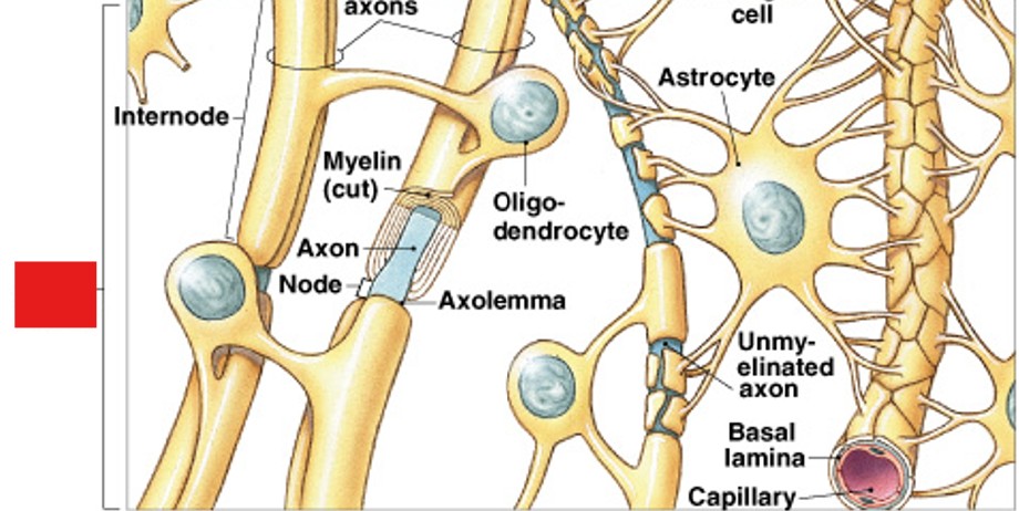 <p>Which part of myelin:</p><ul><li><p>Appears white due to myelinated axons</p></li></ul><p></p>
