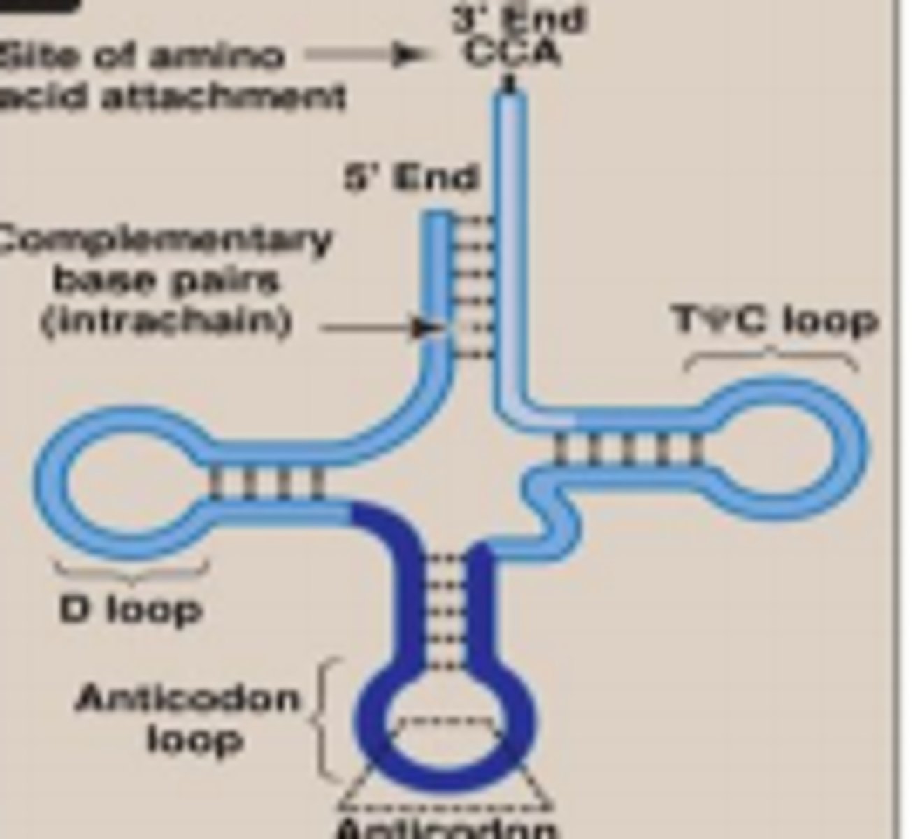 <p>- 4 regions of double-stranded RNA --> 3 stem and loops</p><p>- T-loop: stabilizing loop structure + proper tRNA folding</p><p>- anticodon loop: base pairs w/ codon in mRNA bc has anticodon, creates physical link between mRNA and correct amino acid. hypermodified purine right after the anticodon to prevent this from base-pairing w/ the codon in mRNA = align the codon/anticodon together</p><p>- D-loop: region that is recognized by the enzyme aminoacyl-tRNA synthetase</p><p>- amino acid attachment on the top of the 3' CCA tail</p>