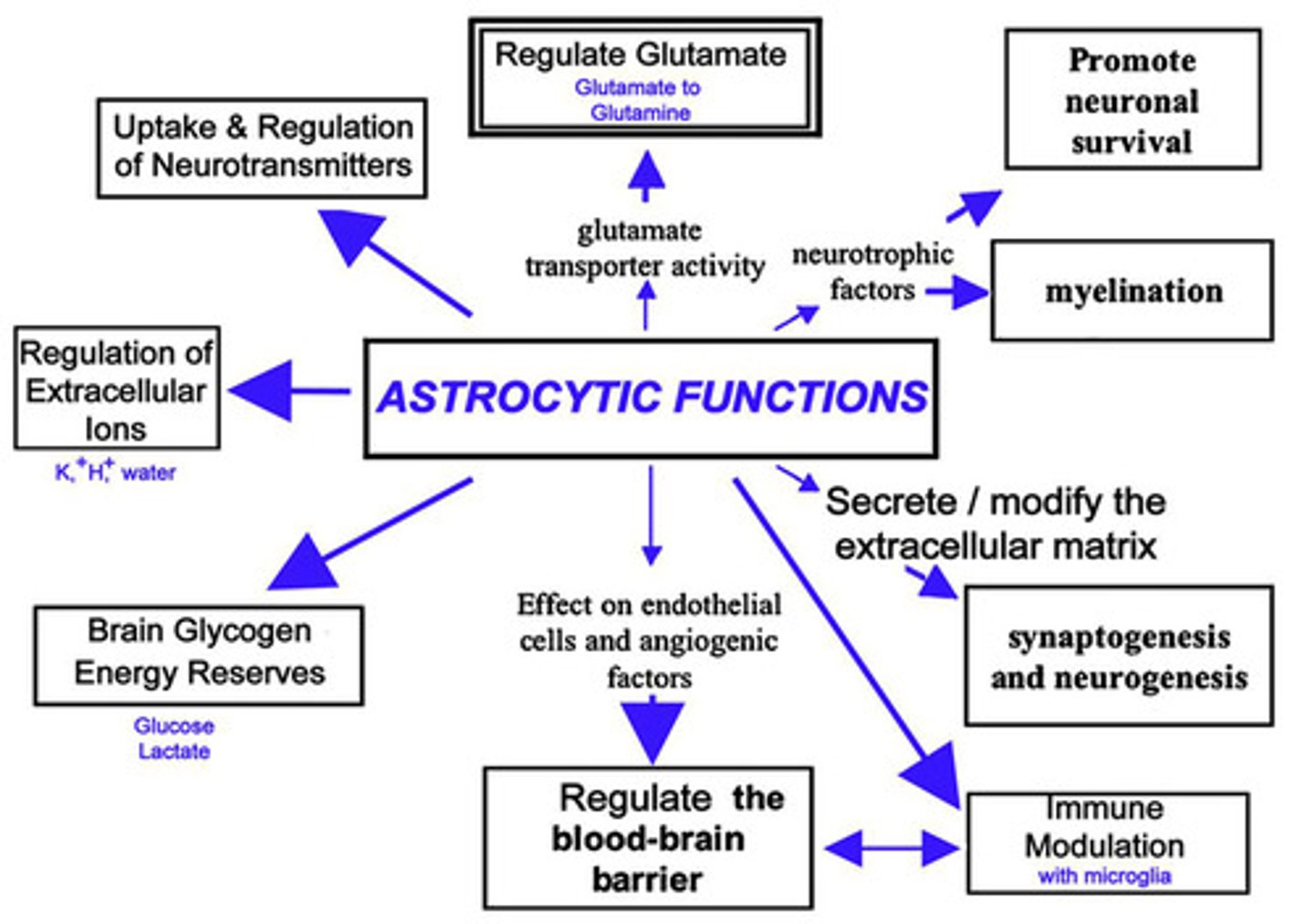 <p>False. Astrocytes help maintain a constant homeostasis, especially by balancing the concentration of ions within and around neurons.</p>