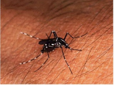 <p>Aquatic Nuisance Animals</p>