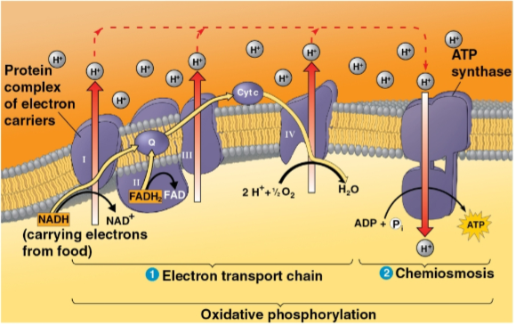 <p>Proton-motive force</p>