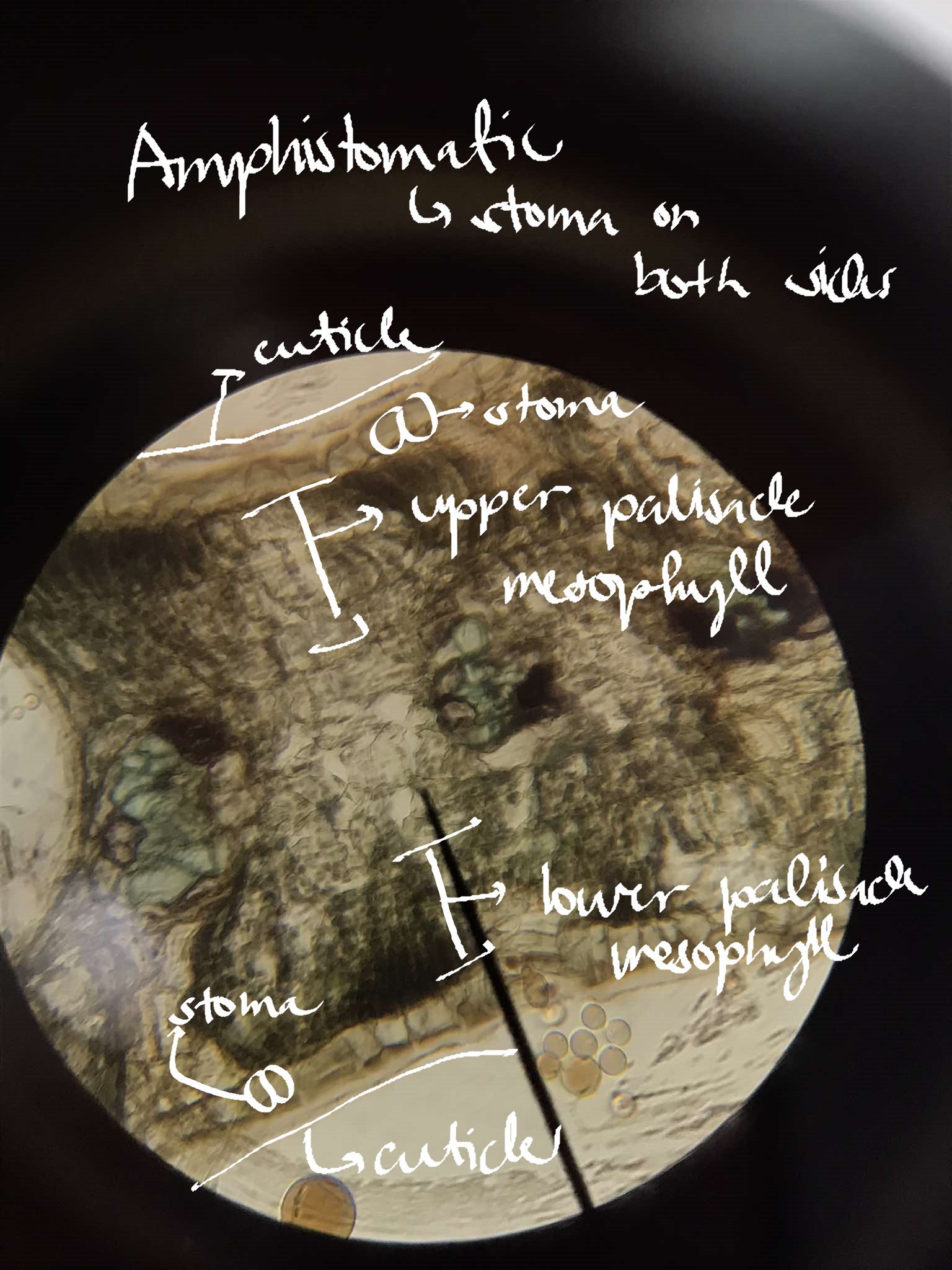 <p>identify the specimen</p>