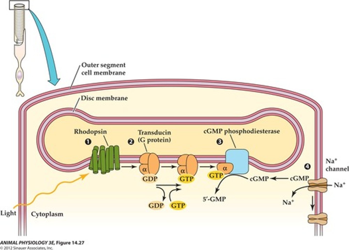 <p>Activated by light, triggers signal cascade in rod cells</p>