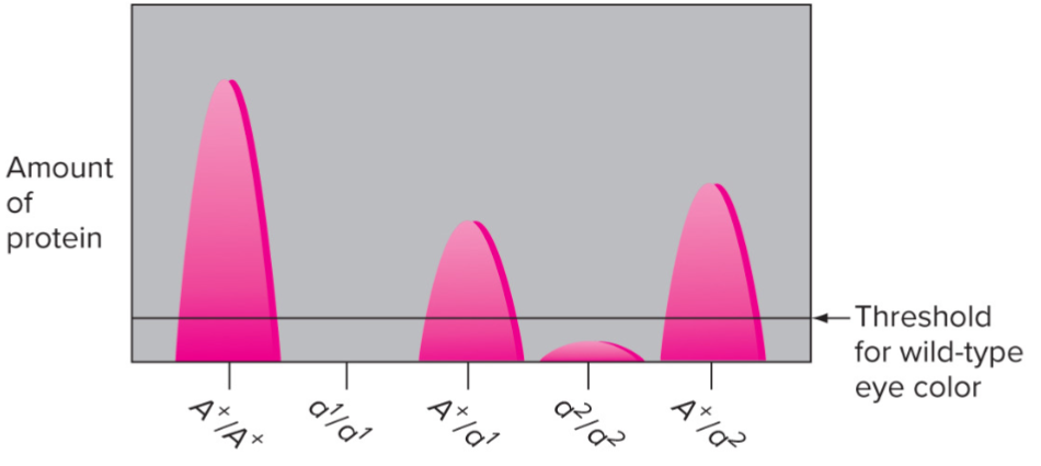 <ul><li><p>result in reduced/abolished protein activity</p></li><li><p>usually recessive</p></li><li><p><strong><u>Null (amorphic) mutations:</u></strong></p><ul><li><p>completely block function of gene product (ex: deletion of entire gene)</p></li></ul></li><li><p><strong><u>Hypomorphic mutations:</u></strong></p><ul><li><p>gene product has weak, but detectable activity</p></li></ul></li><li><p>understanding recessiveness for ‘null’ alleles: for many genes, 50% of protein product is sufficient to give wild type phenotype</p></li><li><p>single WT (wild type) allele is Haplosufficient</p></li></ul>