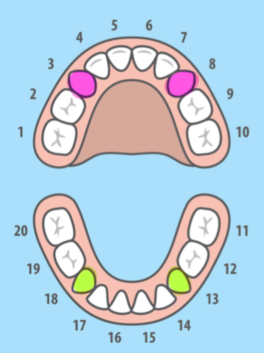 <p>All Primary Canines</p>