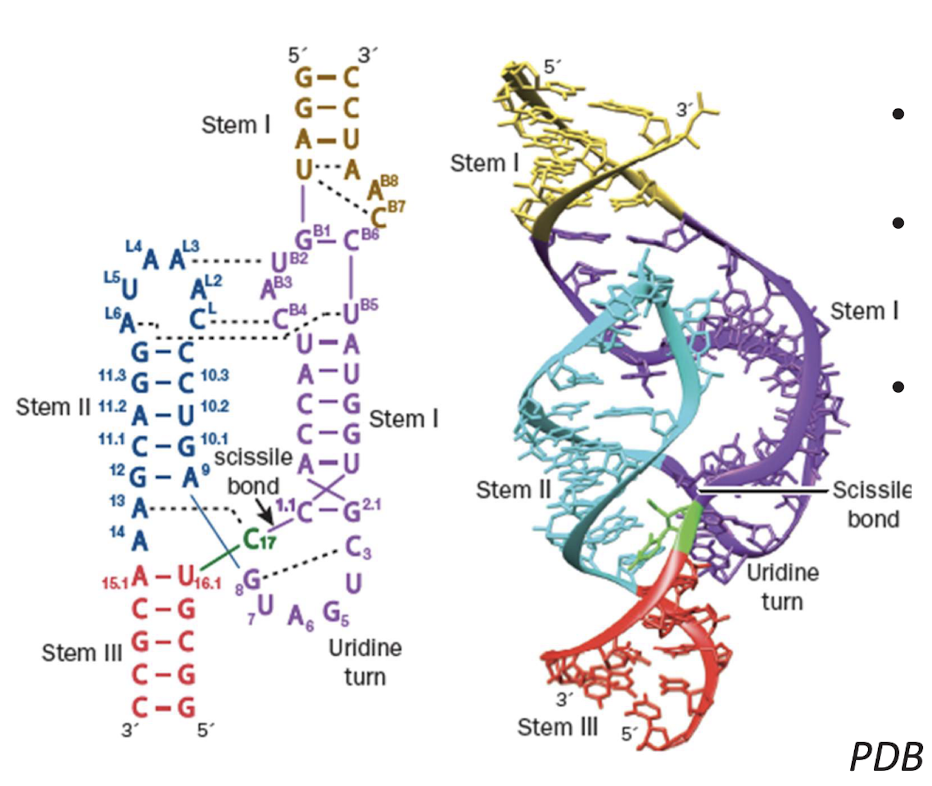<ul><li><p>Small&nbsp;“ribozyme” (40 nt)</p></li><li><p>Catalyzes hydrolysis of phosphodiester linkage</p></li><li><p>Major evidence for RNA world stage of life on Earth&nbsp;</p></li></ul><p></p>