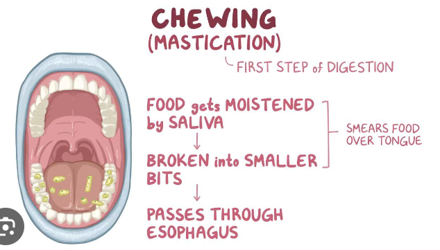 <p>chewing</p>