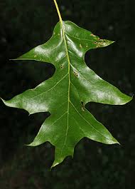 <p>Location: bottomland or moist upland</p><p>Leaf: simple, alternate, 5-11 bristle tipped lobes, pagoda shaped</p><p>Bark: narrow, flakey ridges</p>