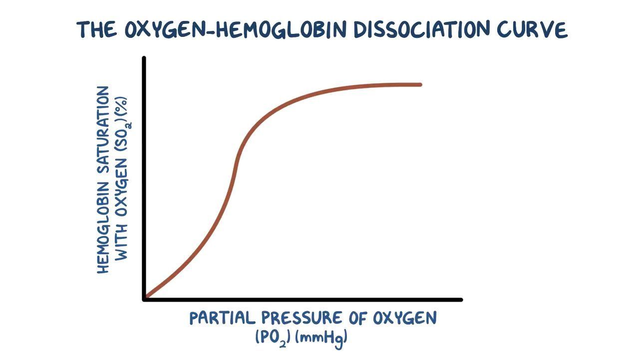 <ul><li><p>X- axis = partial pressure of oxygen </p></li><li><p>Y axis = percentage saturation of a sample of haemglobin </p><ul><li><p>100% means that all of the haemoglobin have bonded to oxygen but this depends also if all 4 binding sites are bonded to oxygen</p></li></ul></li></ul><p></p>