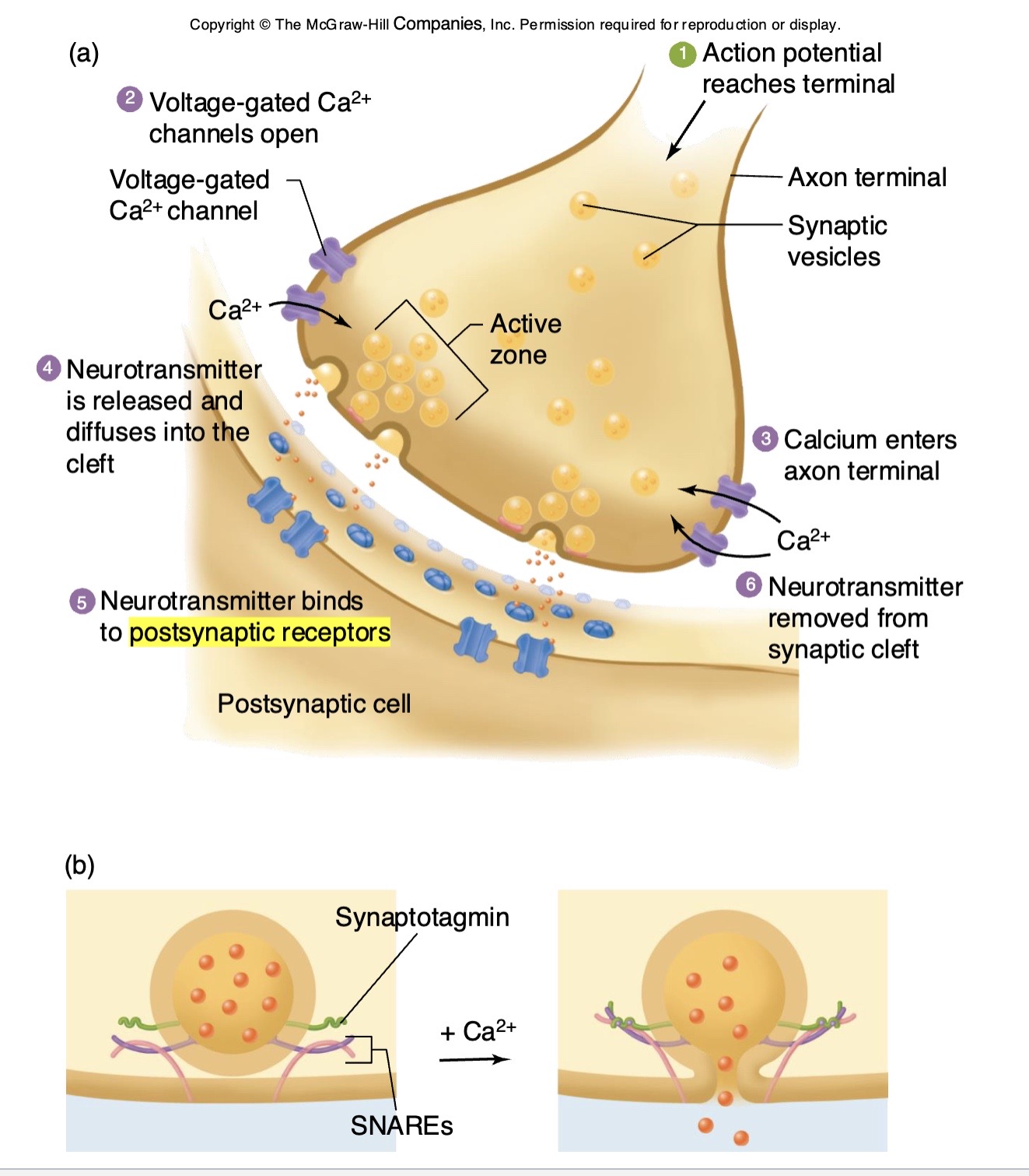 <p>The <strong>postsynaptic neuron  is where</strong> the graded potential’s happening!</p><p>( as it happened right where ion channel opened )</p>