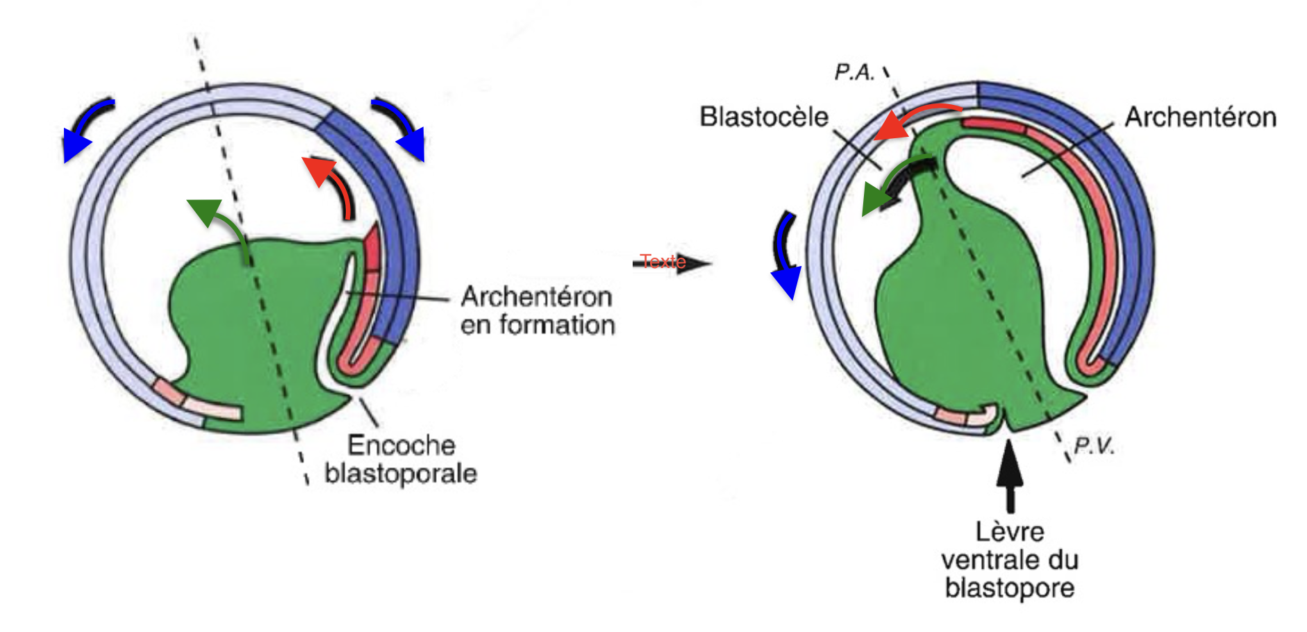 <p>involution du mésoderme</p><p>invagination de l’endoderme</p><p>épibolie de l’ectoderme</p>