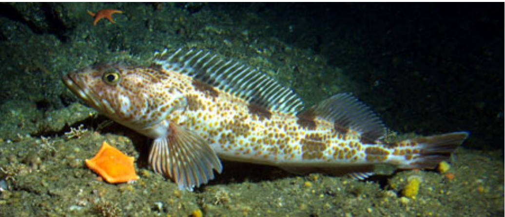 <p>Lingcod</p>