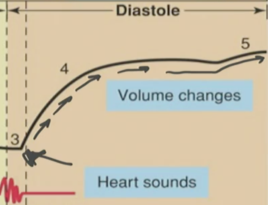 <p>Why did the volume go down?</p><p>A. Ventricular ejection of blood into the arteries<br>B. Passive filling of the ventricles from the atria<br>C. Atrial contraction adding the final 20% of blood to the ventricle (atrial kick)<br>D. Closure of the semilunar valves preventing blood entry</p>
