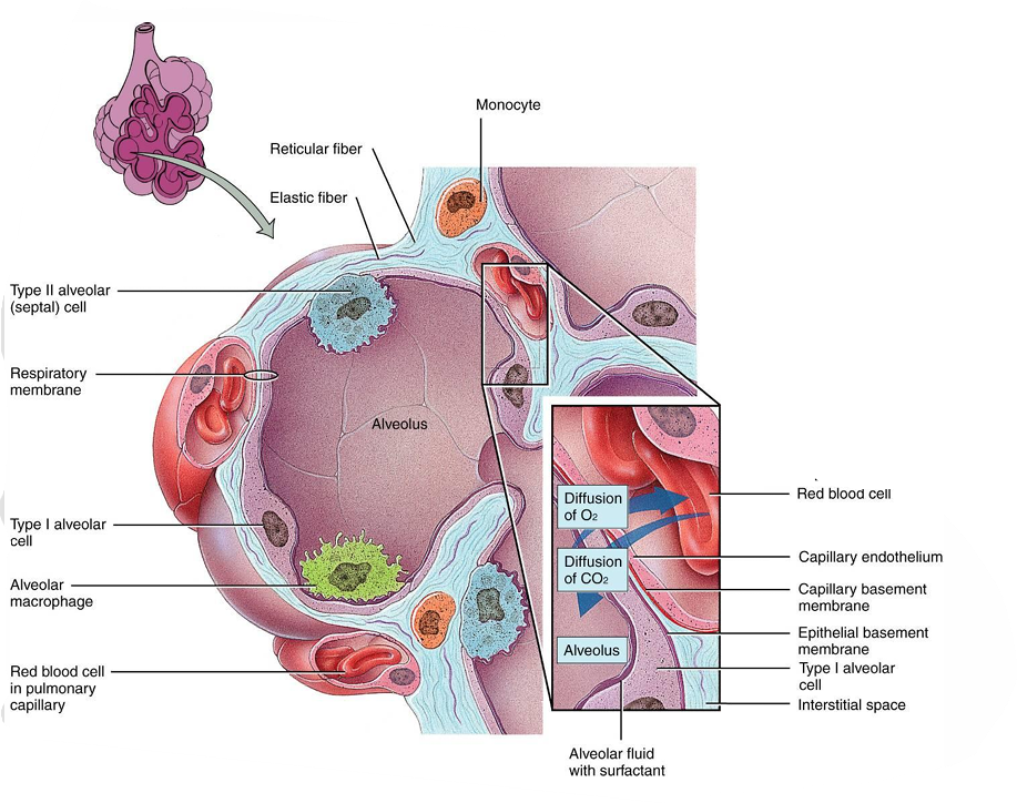 <p>Gas exchange occurs at the <strong>respiratory membrane</strong>, which includes the <strong>alveolar wall</strong>, <strong>basement membrane</strong> of the alveolus and capillary, and <strong>endothelial cells</strong> of the blood capillary.</p>