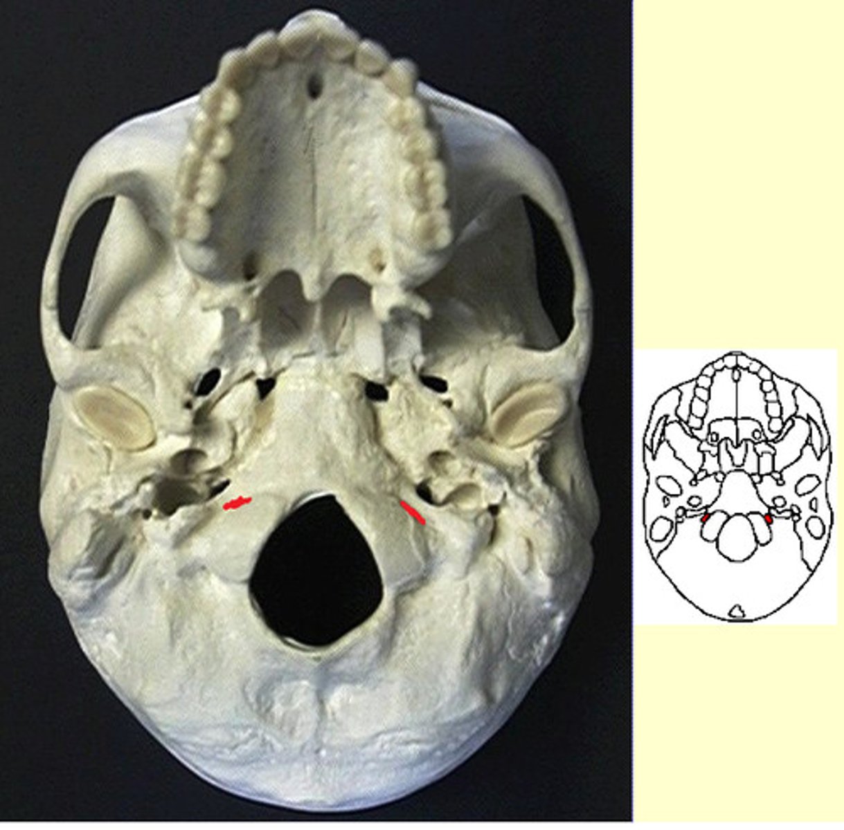 knowt flashcard image
