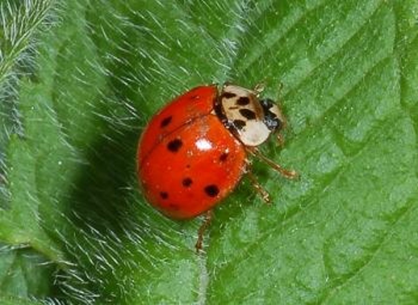 <p>spotted bodies, shiny red orange or yellow w/ black, 3 seg tarsi, predaceous (aphids), beneficial, alien species to US</p>