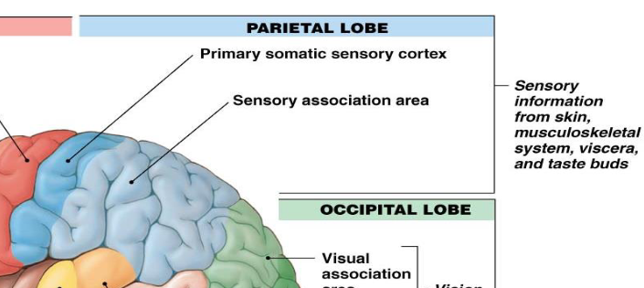 <p>primary somatic sensory cortex, sensory association area</p><p>only deals with sensory!!</p>