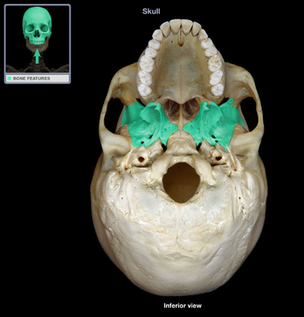 <p>Name this bone. Lies behind and slightly above the nose and throat.</p>