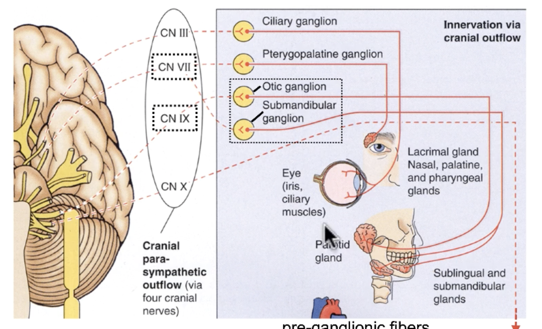 <p>otic ganglion</p>