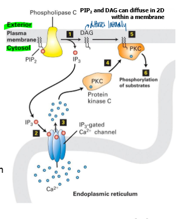 <p>activated by Ga subunit of heterotrimeric GTPase </p><ul><li><p>cleaves PIP2 to produce 2 independent second messengers IP3 and DAG </p></li><li><p></p></li></ul><p></p>