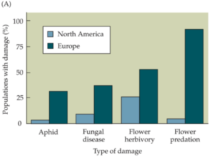 <p>Based on the enemy-release hypothesis, do you think this plant is native to Europe or North America?</p><p></p>