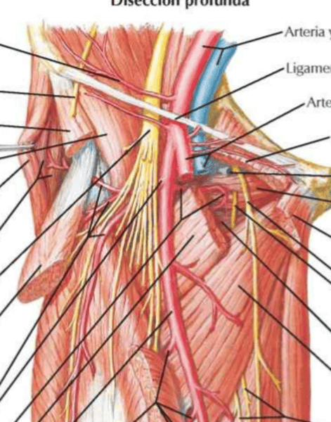 <p>Viendo esta imágen ¿Qué utilidad se puede intuir del ligamento inguinal?</p>