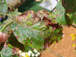 <ul><li><p>A plant disease characterized by dark, discolored spots on leaves, often caused by fungal or bacterial pathogens. It can lead to leaf drop and reduced photosynthesis. </p></li><li><p>To fix use fungicides or bactericides, remove affected leaves, and ensure proper plant spacing for airflow. </p></li></ul><p></p>