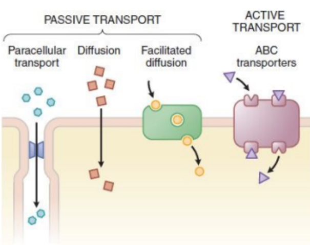 <ul><li><p>Move down the concentration gradient without a need for transporter. </p></li><li><p>Highly lipophilic drugs (e.g. Amiodarone).</p><ul><li><p>Serious arrythmia medication. </p></li></ul></li></ul><p></p>