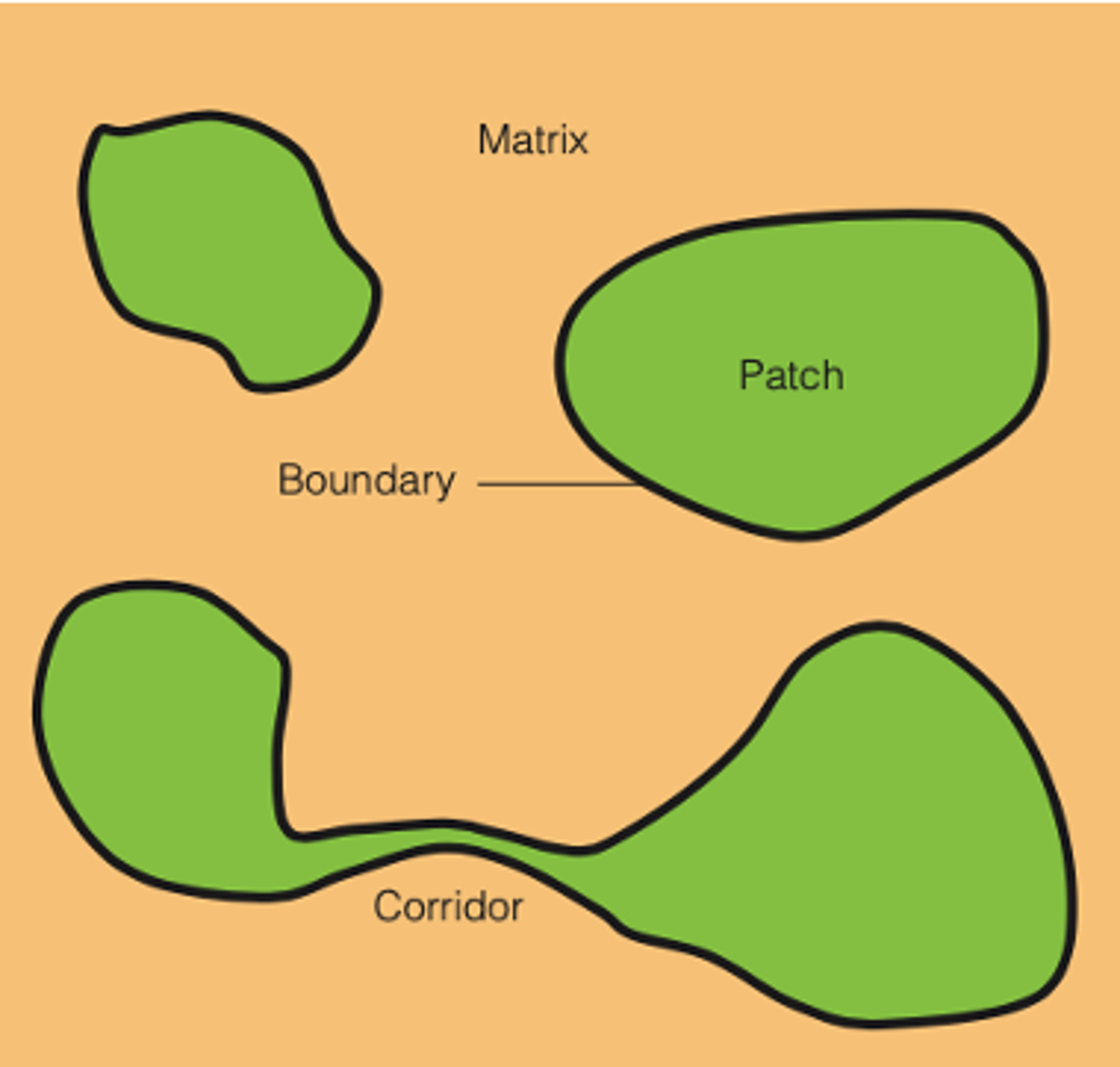 <p>are places where the edge of one patch meets the edge of another adjacent (surrounding matrix)</p>