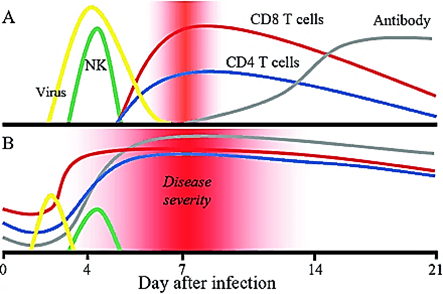 <p>Yes, but<strong> only during the initial infection</strong>. It is limited due to RSV spreading from cell to cell.</p>