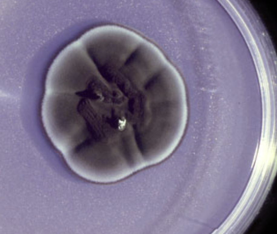 <p>What organism is this? Obverse or reverse?</p>