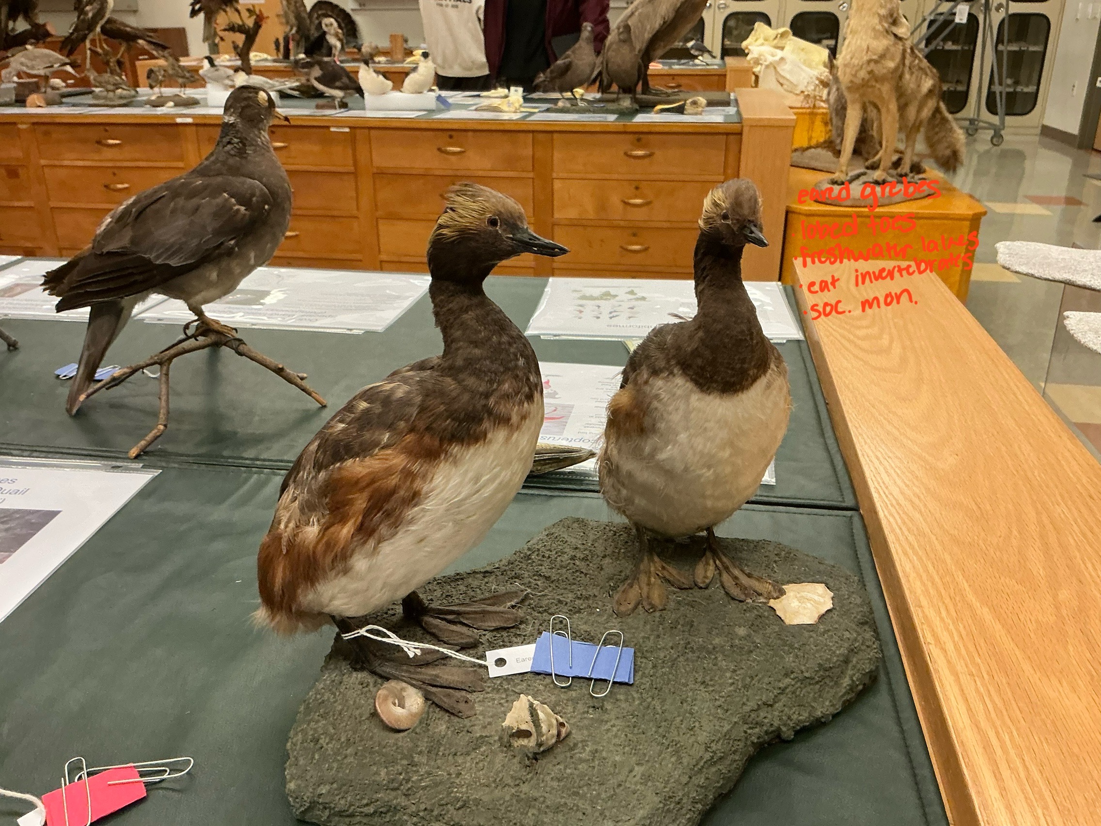 <p>What order are Eared Grebes? What kind of toes do Eared Grebes have?</p>