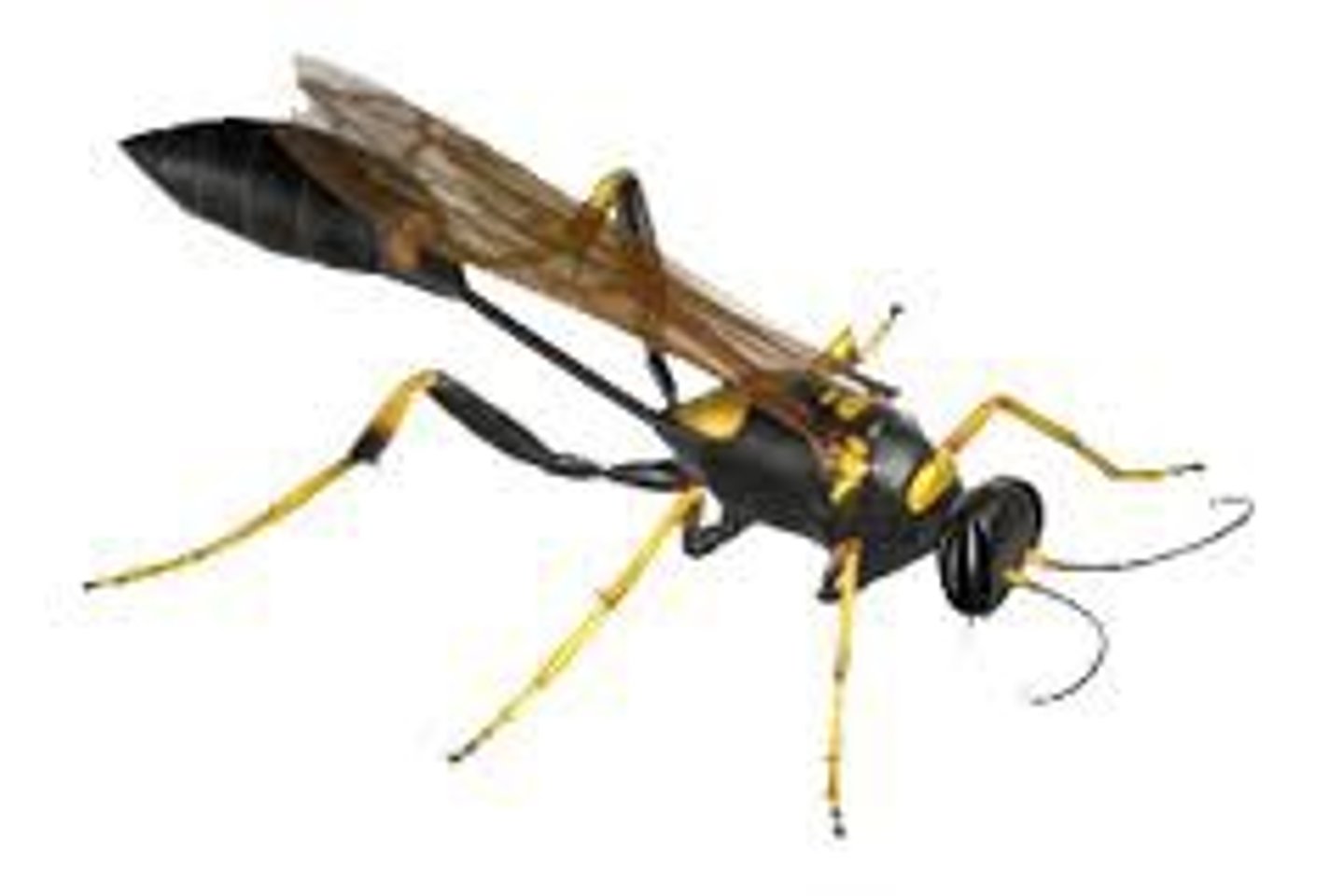 <p>Wasp Family</p>